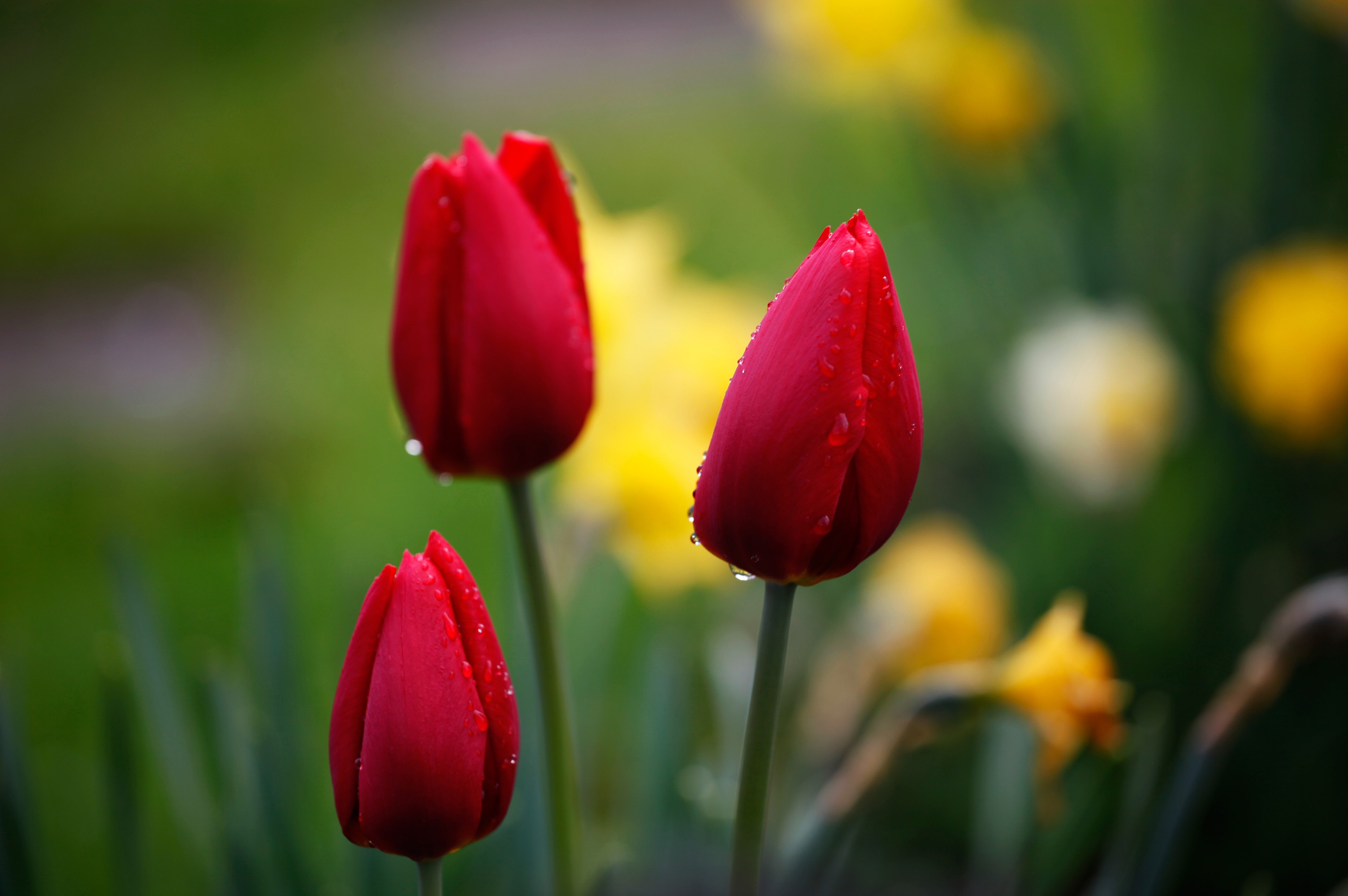 Kashmir Tulips - Countryside Kashmir